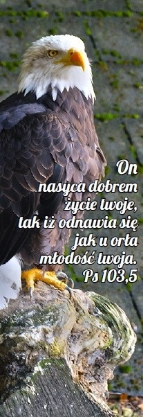 Zakładka laminowana